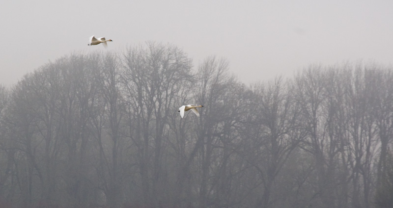 Tundra Swans In Flight